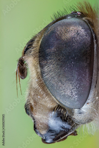 close up of an eristalis tenax head