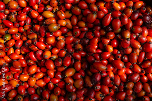 Collecting briar wild rose hip herb for tea