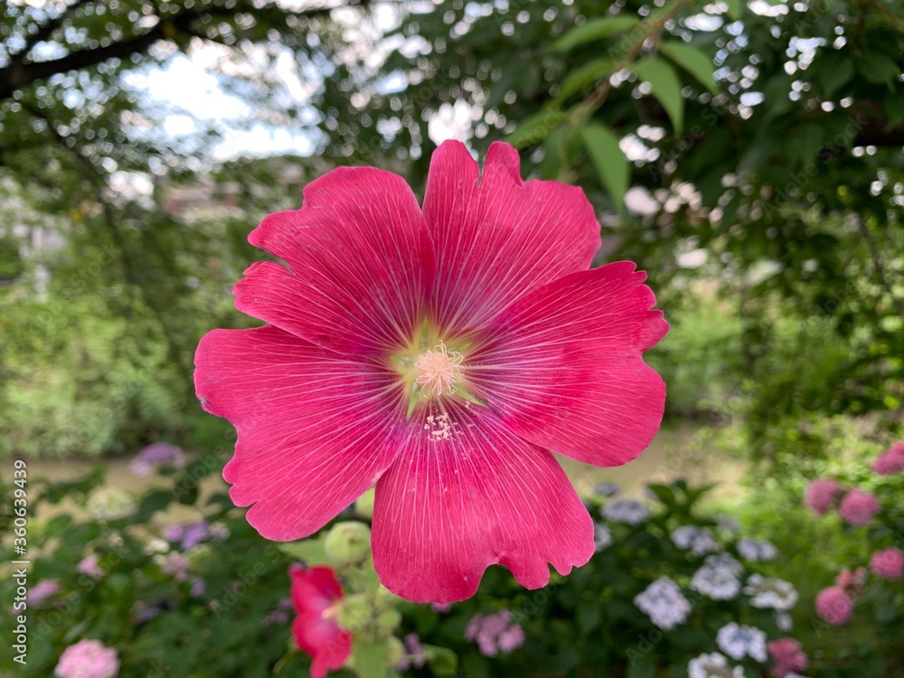 hollyhocks Fuchsia pink petals Five petals blooming green petiole hollyhocks Fuchsia pink petals Five petals blooming green petiole