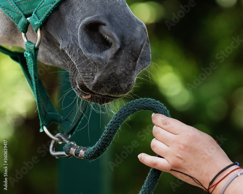 Horse face in halter closeup: a human's hand holds a cord photo