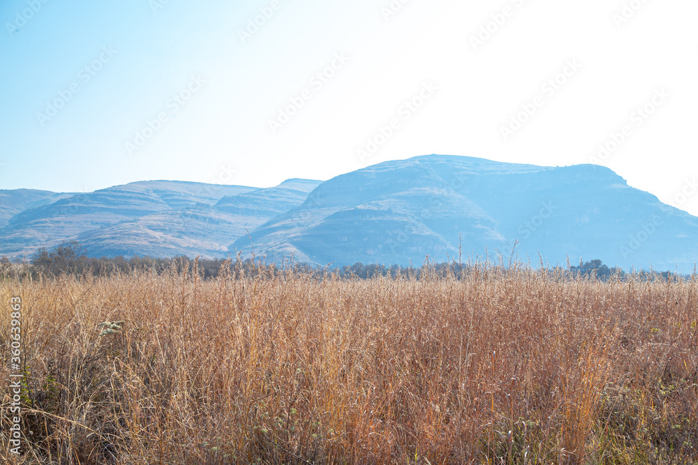African savanna grassland with winter dry grass and mountains in the distance with clear blue skies out of focus and with grain