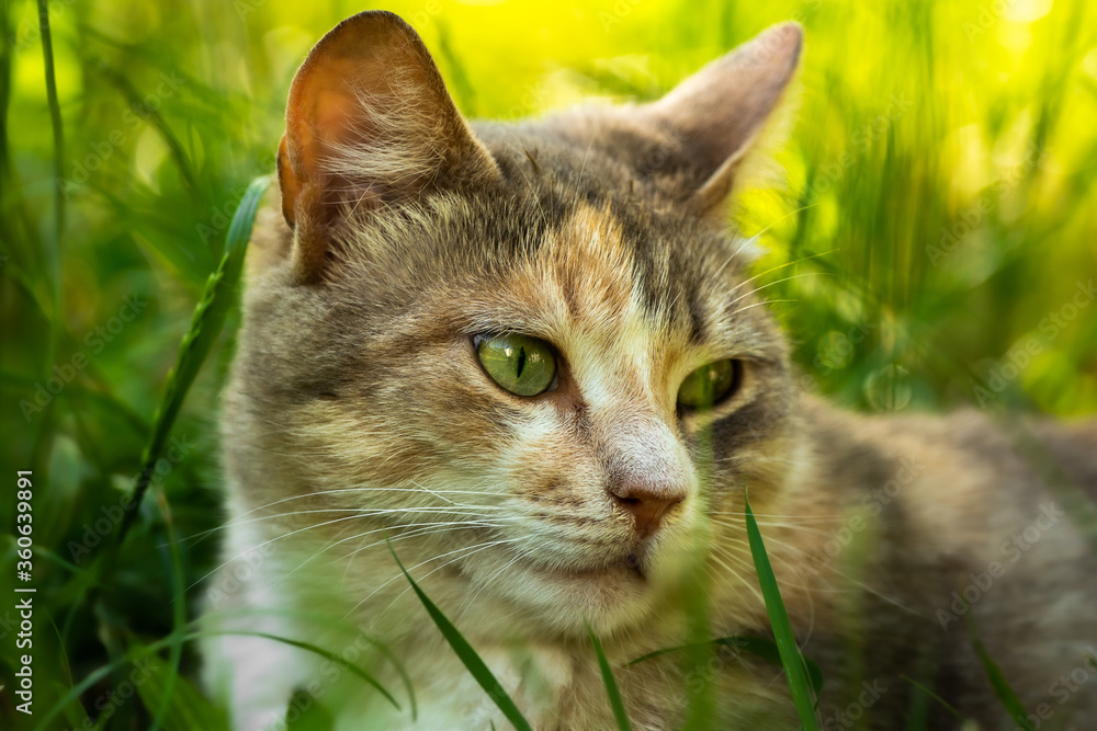 Close portrait of a beautiful cat in dense grass, summer mood and stray animals