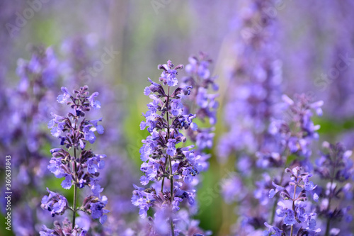 Obraz na plátně Light Purple Flowering Catnip Flowers in Bloom