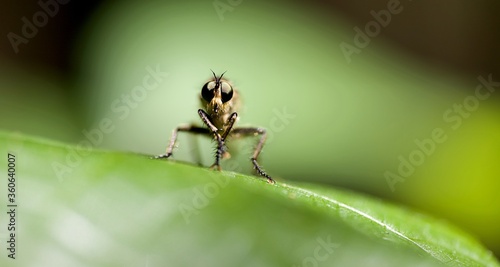 Insecte macro © mathisprod
