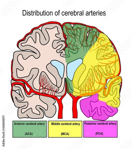 Photography Blood circulation supplying the whole hemisphere comppose of anterior, middle and posterior cerebral arteries