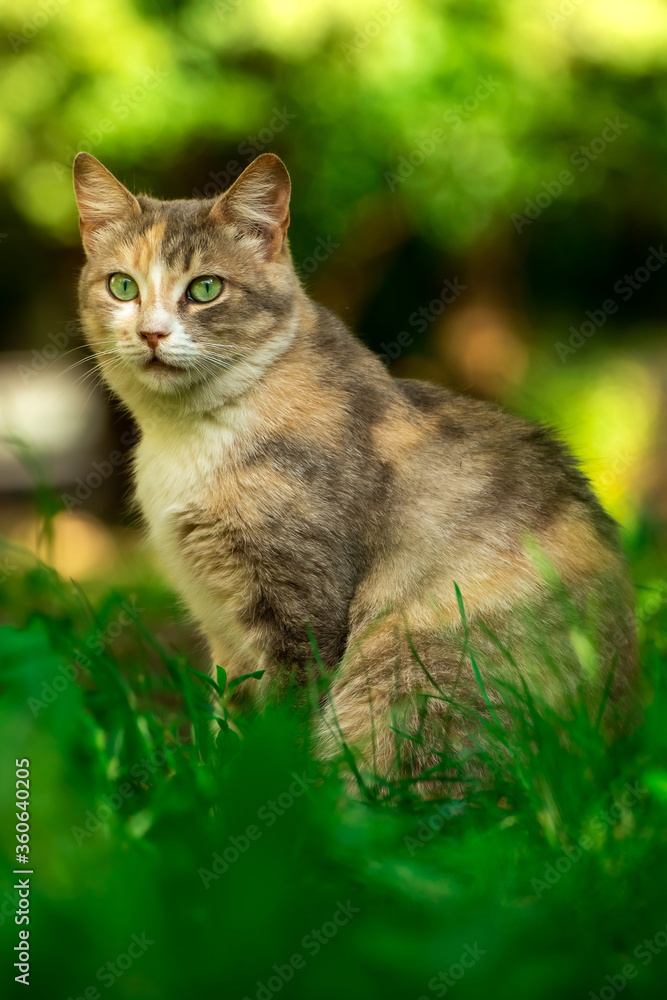 Full-length cat on a background of summer greenery, a stray animal in nature Full-length cat on a background of summer greenery, a stray animal in nature