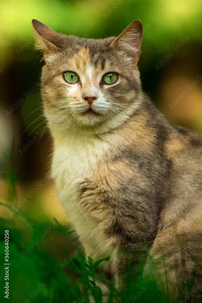 Portrait of a cat on a background of summer greenery, a stray animal in nature