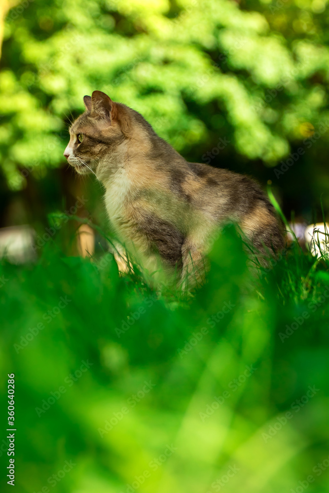 Full-length cat on a background of summer greenery, a stray animal in nature Full-length cat on a background of summer greenery, a stray animal in nature