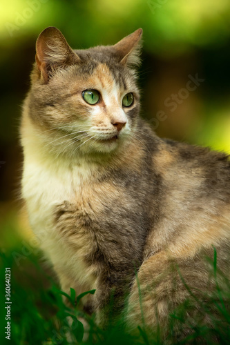 Wallpaper Mural Portrait of a cat on a background of summer greenery, a stray animal in nature Torontodigital.ca