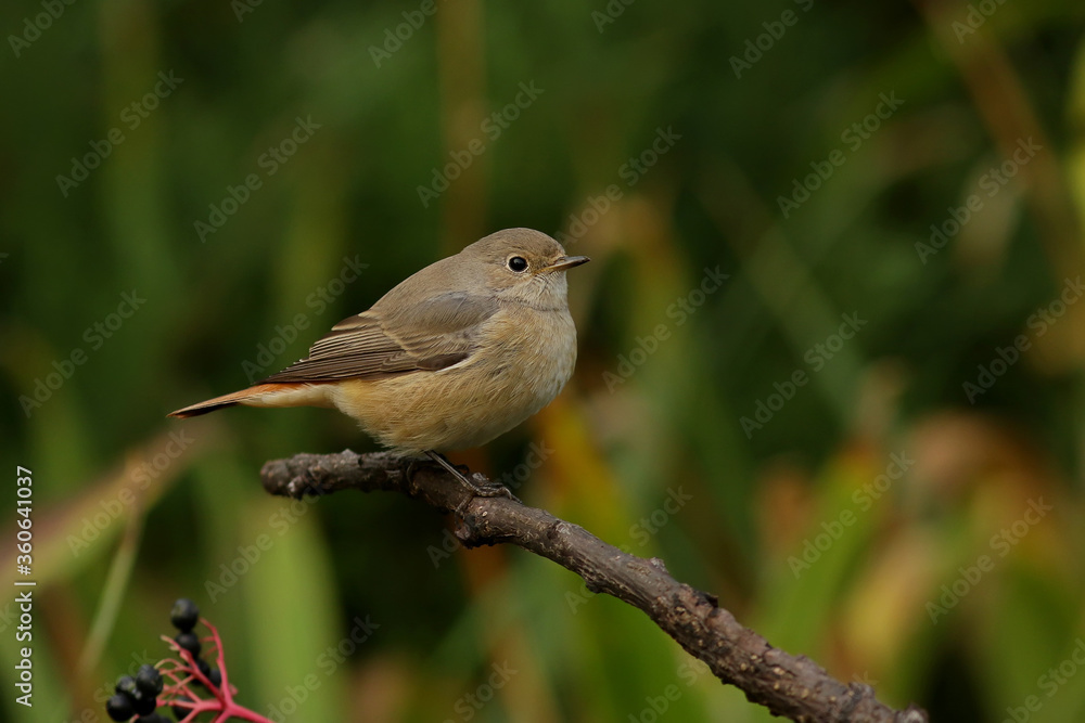 Fototapeta premium robin on a branch