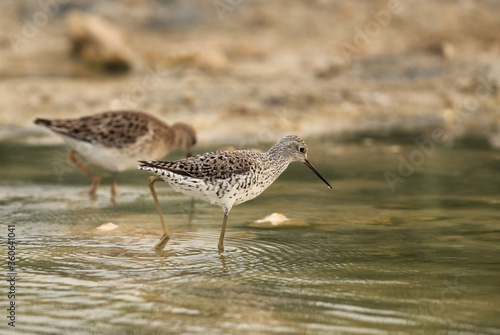 Marsh Sandpipers feeding at Asker marsh, Bahrain