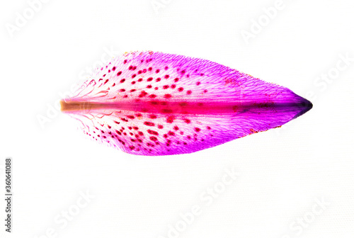 A closeup shot of a pink stargazer lily flower with orange-brown anthers