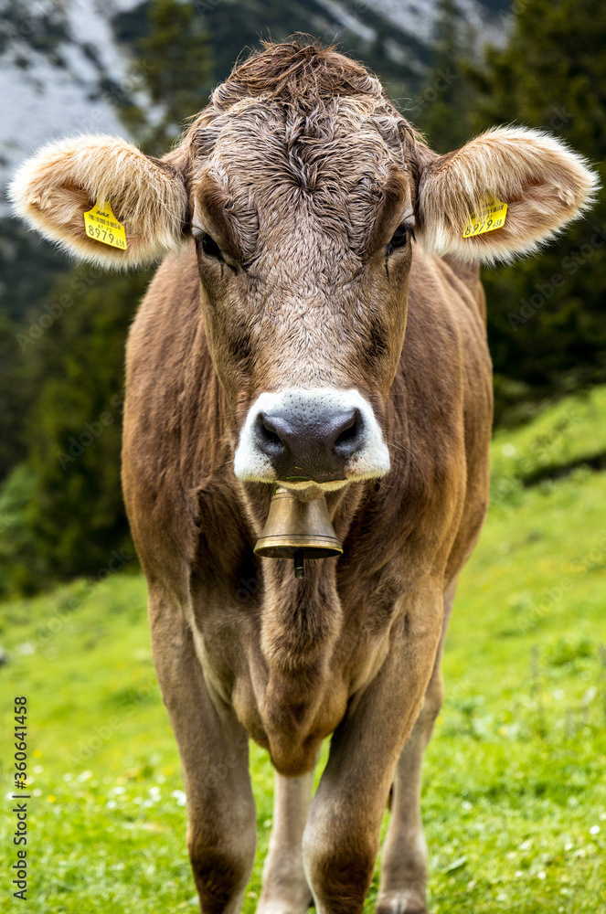 Allgäuer Kuh in den Tannheimer Bergen / Brown cow in Tannheim mountains, tyrol Allgäuer Kuh in den Tannheimer Bergen / Brown cow in Tannheim mountains, tyrol