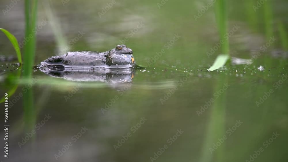 The male European fire-bellied toad looks for female to breed while making sounds. It floats on the surface of a small pond and inflates the abdomen. Green plants are around. The male European fire-bellied toad looks for female to breed while making sounds. It floats on the surface of a small pond and inflates the abdomen. Green plants are around.