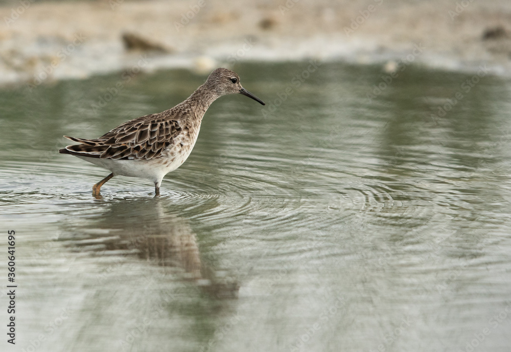 Wood Sandpiper feeding at Asker marsh, Bahrain Wood Sandpiper feeding at Asker marsh, Bahrain