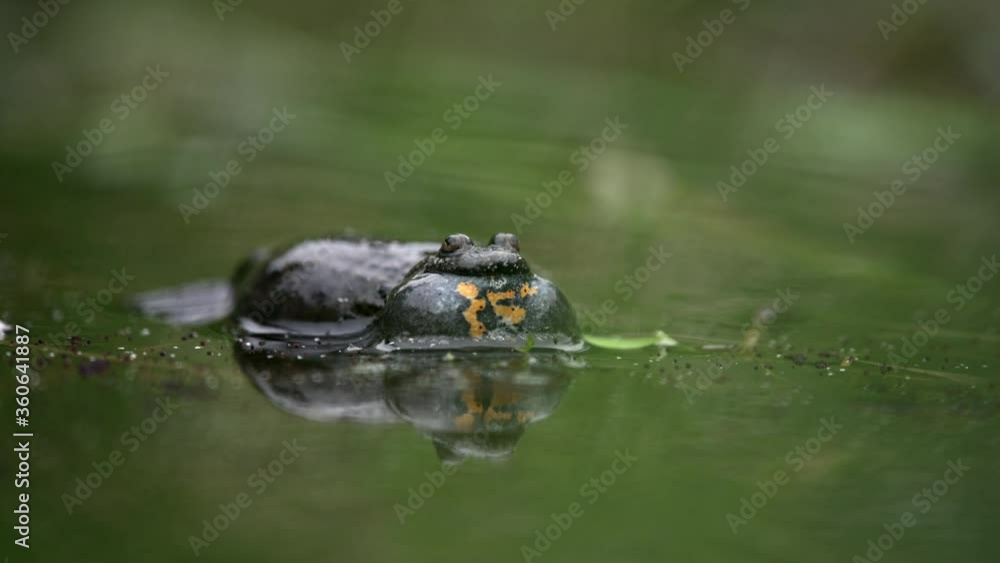 The male European fire-bellied toad looks for female to breed while making sounds. It floats on the surface of a small pond and inflates the abdomen. Green plants are around. The male European fire-bellied toad looks for female to breed while making sounds. It floats on the surface of a small pond and inflates the abdomen. Green plants are around.