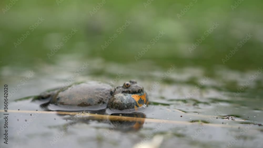 The male European fire-bellied toad looks for female to breed while making sounds. It floats on the surface of a small pond and inflates the abdomen. Green plants are around. The male European fire-bellied toad looks for female to breed while making sounds. It floats on the surface of a small pond and inflates the abdomen. Green plants are around.