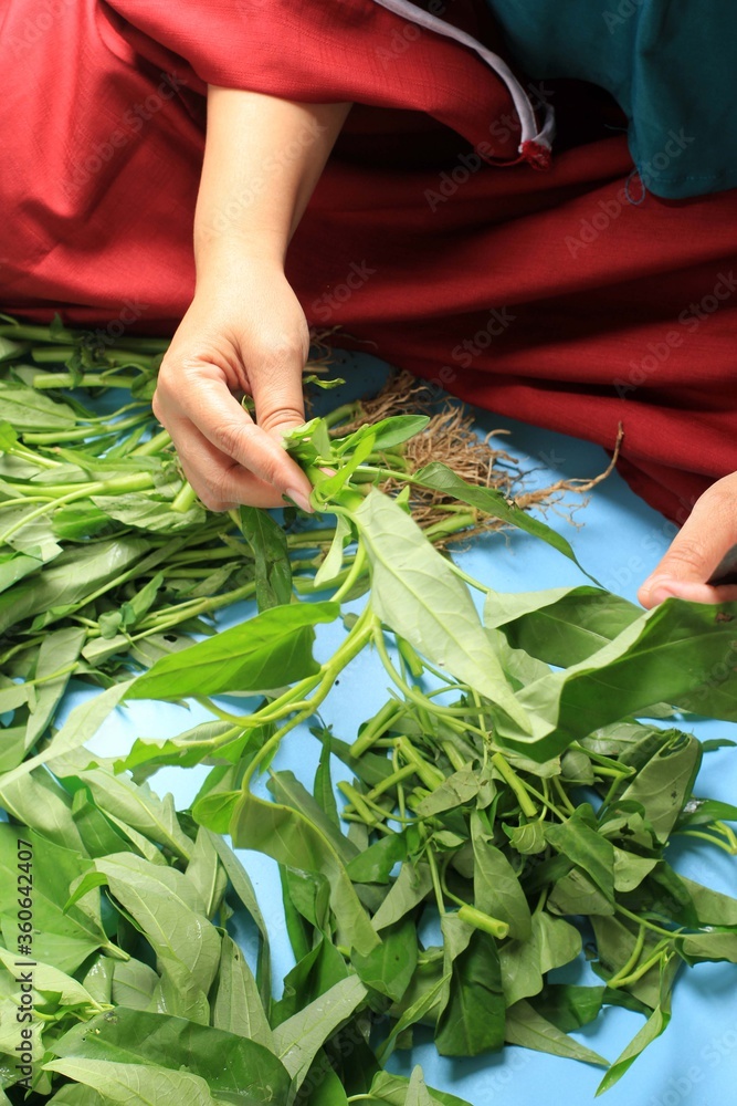 Obraz premium A Women Pick Water Spinach Stem before CUtting, Preparing Cooking
