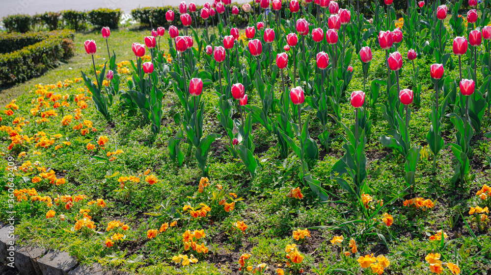 Tulips growing and blooming in the flowerbed