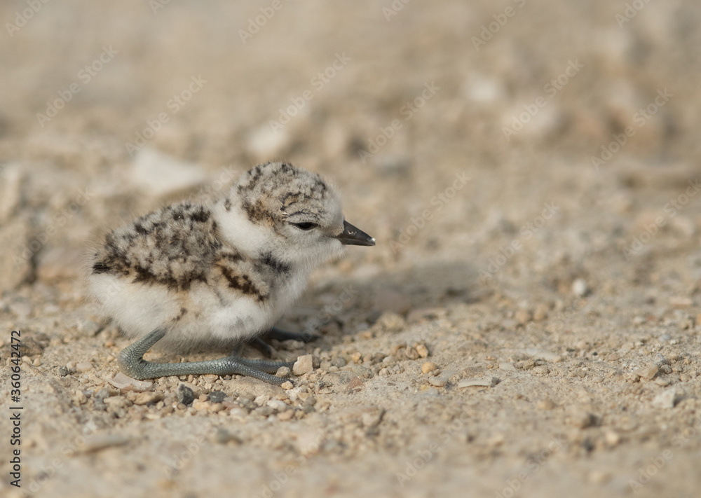 Beautiful little Kentish Plover chick, Bahrain