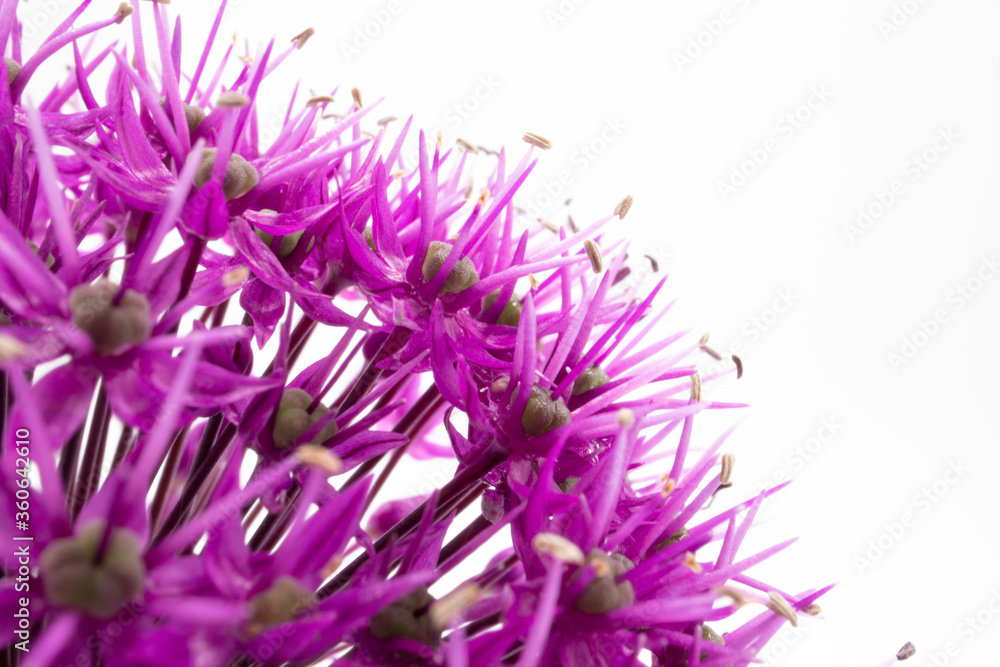 A closeup shot of purple allium flower head A closeup shot of purple allium flower head