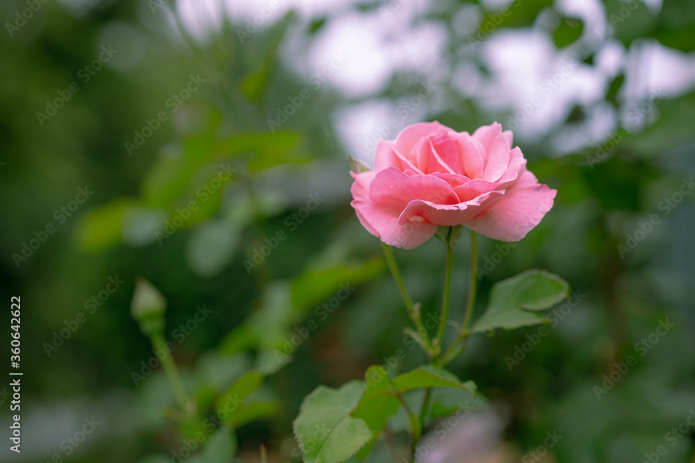 Growing and blooming rose on a background of plants