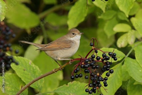 robin on a branch