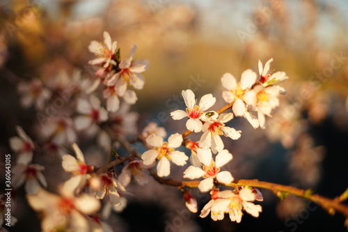 Close-up of pink blossoms of a fruit tree (peach, fig, cherry, etc.). A green fly is resting on one of the petals on focus.