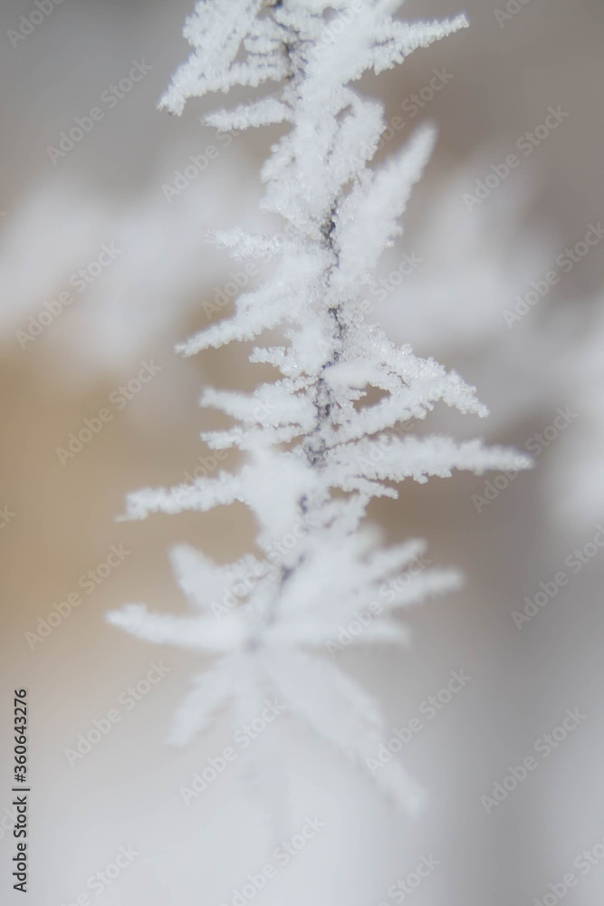 Christmas frosty winter background. Snow and frost crystals on the branch. Copy space.