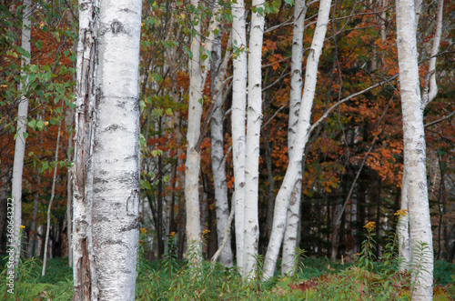White birch /北海道の森。白樺の中で。