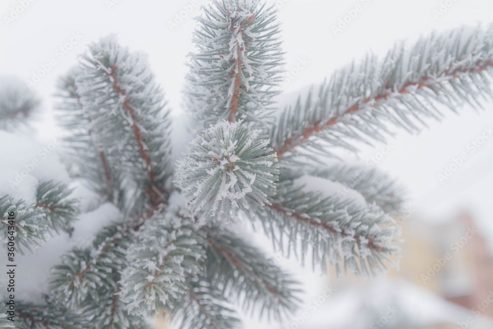 The branches of the spruce are covered with white prickly frost. Close-up of natural Christmas tree needles. Background. Winter. The branches of the spruce are covered with white prickly frost. Close-up of natural Christmas tree needles. Background. Winter.