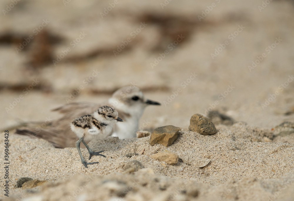 Kentish Plover chick with her mother, Bahrain Kentish Plover chick with her mother, Bahrain