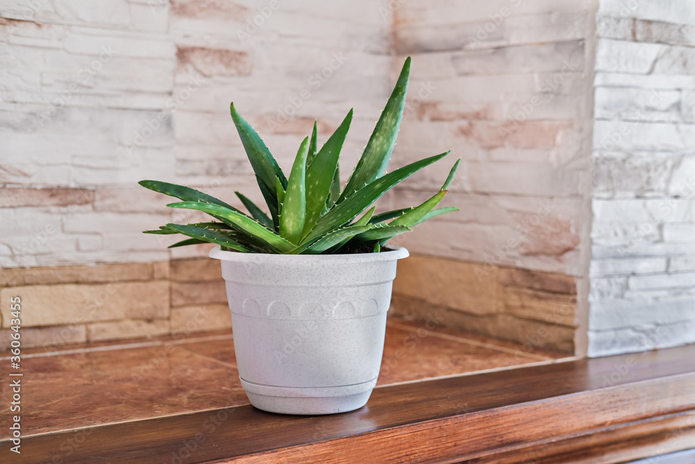 aloe plant in white pot. minimal style home decor. close up view. hipster interior. aloe vera flower on a shelf. scandinavian style decor. minimalism concept. aloe plant in white pot. minimal style home decor. close up view. hipster interior. aloe vera flower on a shelf. scandinavian style decor. minimalism concept.