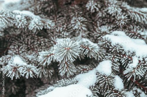 The branches of the spruce are covered with white prickly frost. Close-up of natural Christmas tree needles. Background. Winter.