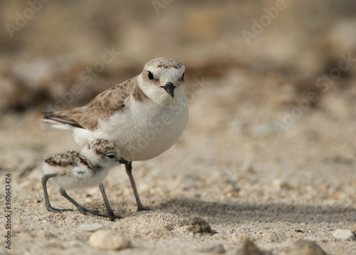 Kentish Plover with her chick, Bahrain photo