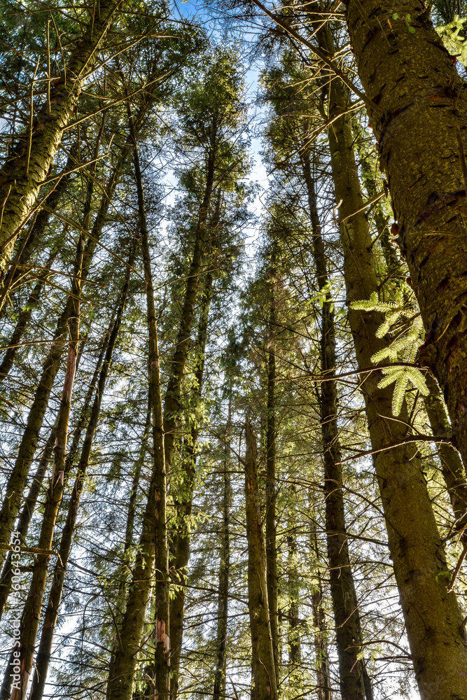 Tall Conifer Trees in the Forest Tall Conifer Trees in the Forest