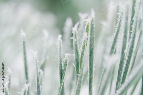 Macro photos of green pine needles covered with white frost, ice crystals in winter. Winter Christmas background. Copy space.