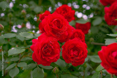 Growing and flowering bush of red roses © Nariman