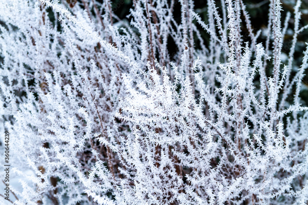 Fototapeta premium White prickly sharp frosty frost on the branches of trees. Winter day. Background.