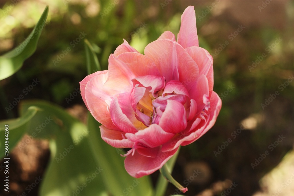 Beautiful pink Tulip in the summer garden