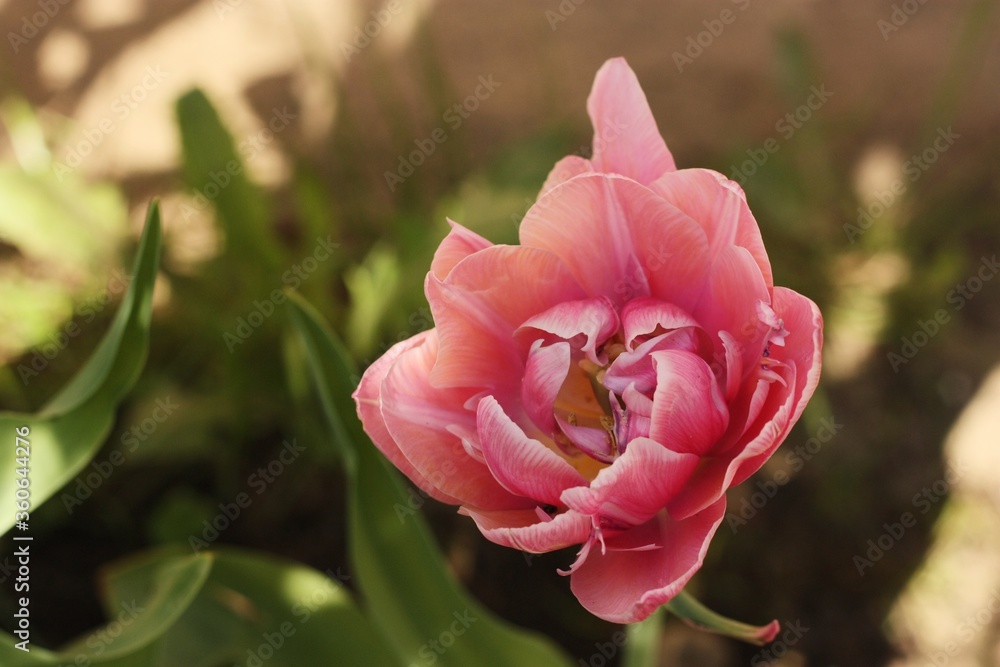 Beautiful pink Tulip in the summer garden