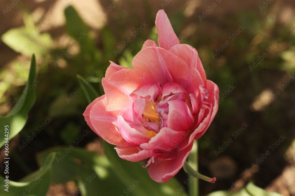 Beautiful pink Tulip in the summer garden Beautiful pink Tulip in the summer garden