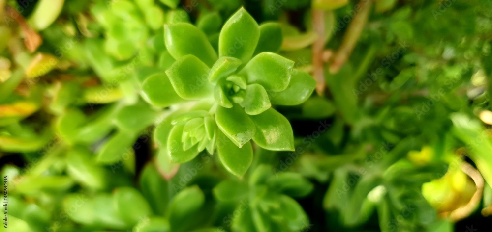 Obraz premium green grass background