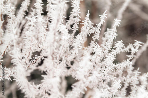 White prickly sharp frosty frost on the branches of trees. Winter day. Background. © Olga