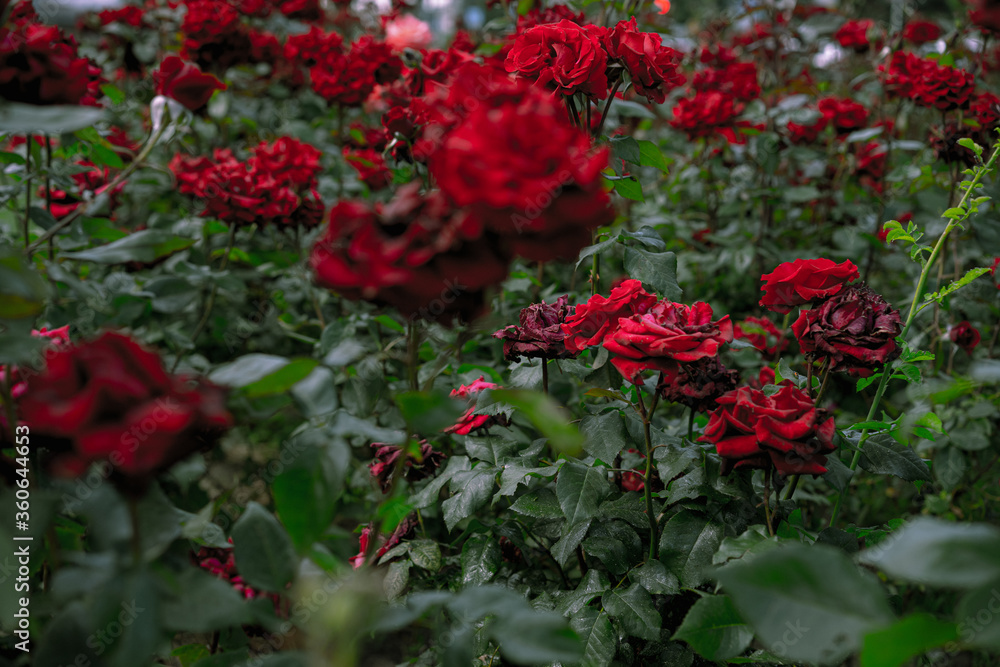 Many growing red roses in the garden