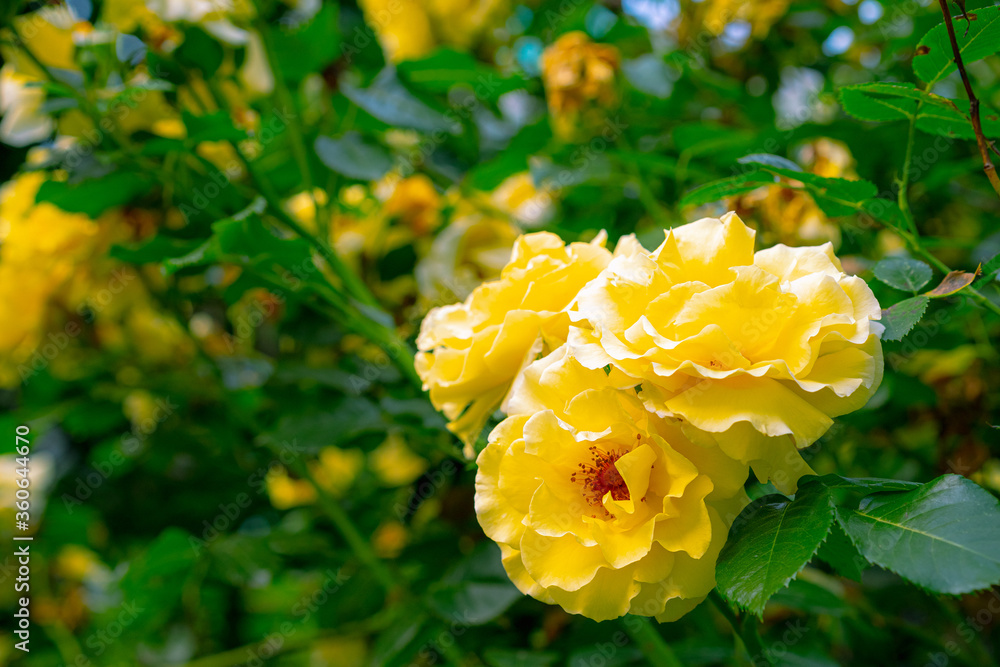 Growing and blooming yellow roses Growing and blooming yellow roses