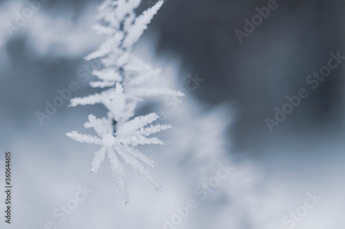 Long thin prickly white crystals of frost and ice on a branch in winter. Christmas background.