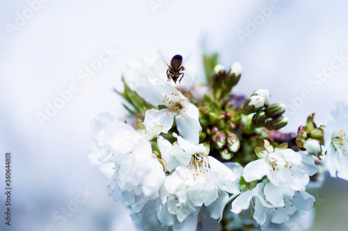 White flower with a bee.