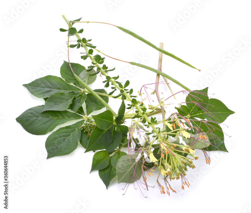 Wild spider flower isolated on white background,Cleome gynandraBoth vegetables contain hydrocyanic acid. But will decrease when fermented or heated. photo