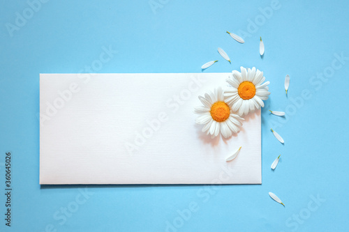 white daisies on a white postal envelope, petals around on a blue background, send or receive a message, greeting card, place for text © Leka